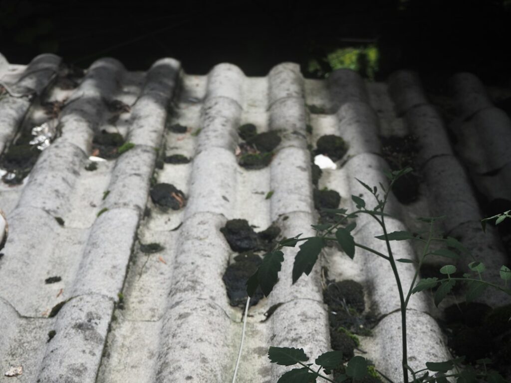 weathered corrugated asbestos roof